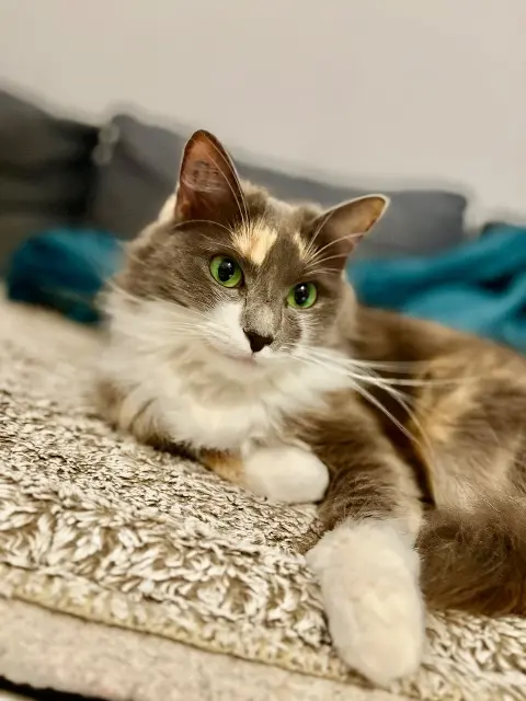 chatte lost   34200 Sète Abdelli chucky