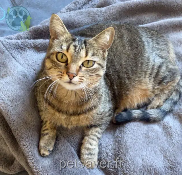 Katze lost   34300 Agde Agde