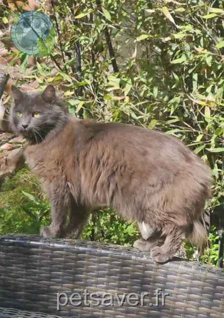 chatte lost   34300 Agde Akira