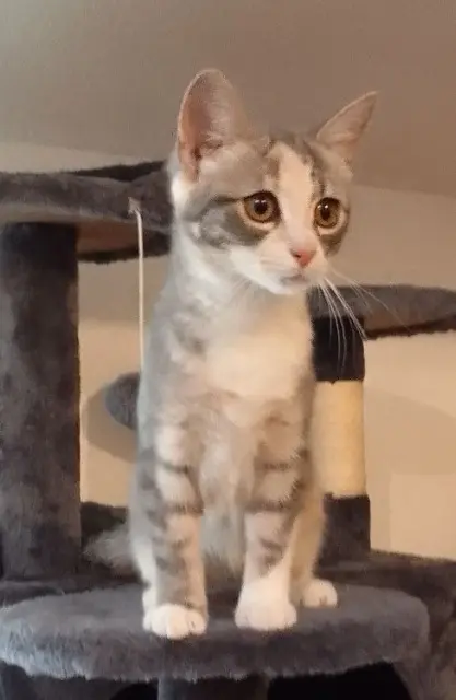 chatte lost   34790 Grabels Amira