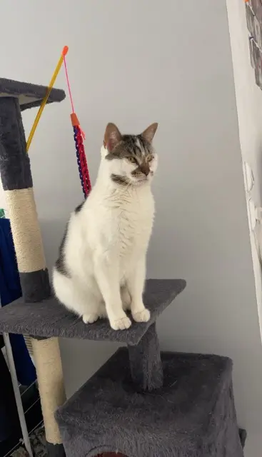 chatte lost   34520 Le Caylar Angel