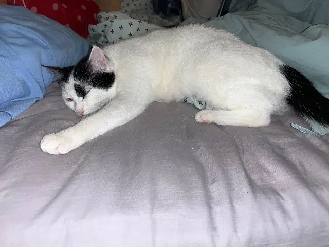 chatte lost   34290 Espondeilhan Athena