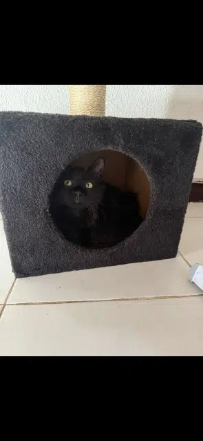 chatte lost   34400 Lunel Athena