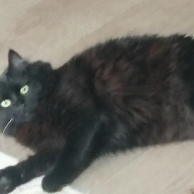 chatte lost   34970 Lattes Baboune