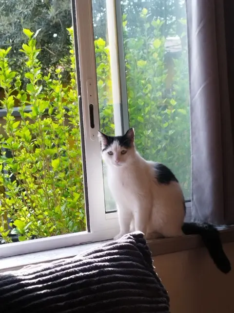 chatte lost   34500 Béziers Bouboune