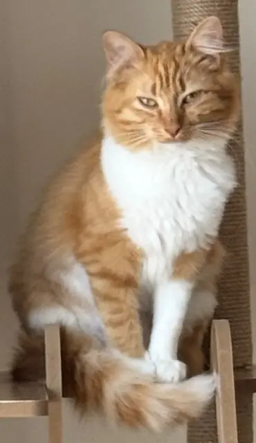 chatte lost   34500 Béziers Cacahuète