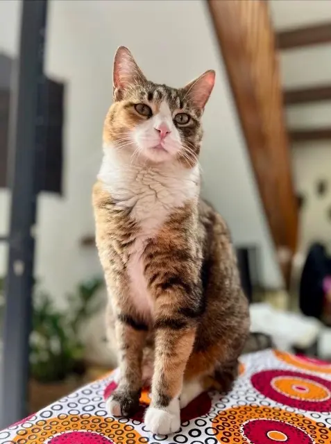cat lost   34980 Saint-Gély-du-Fesc Cali