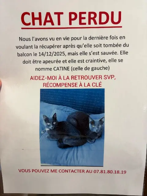 chatte lost   34740 Vendargues Catine