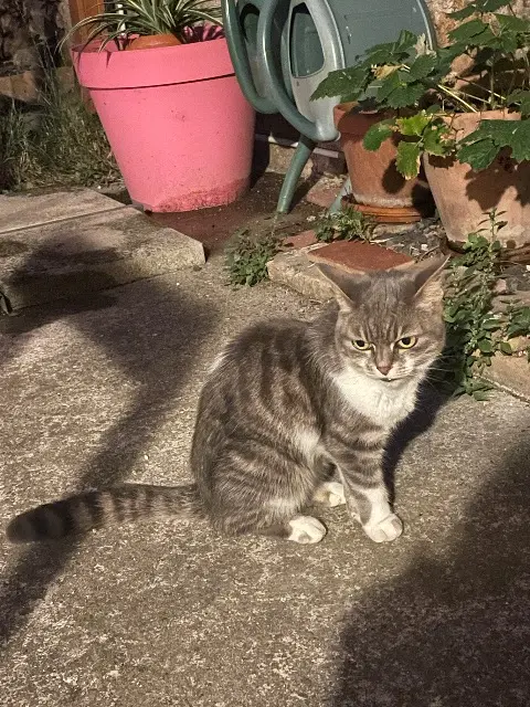 chatte lost   34230 Adissan Chabata