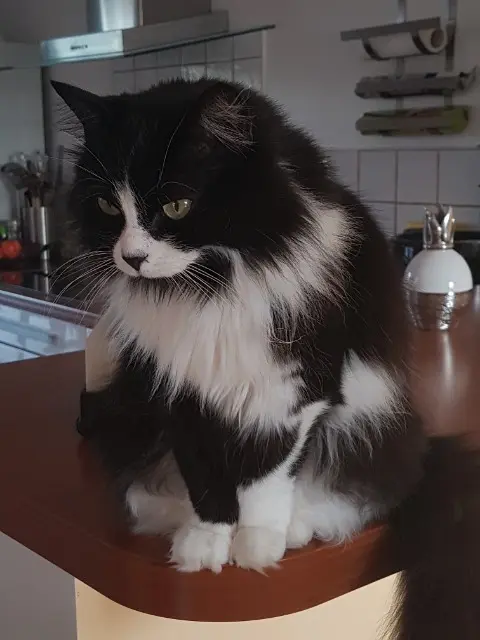 chatte lost   34420 Villeneuve-lès-Béziers CHANEL