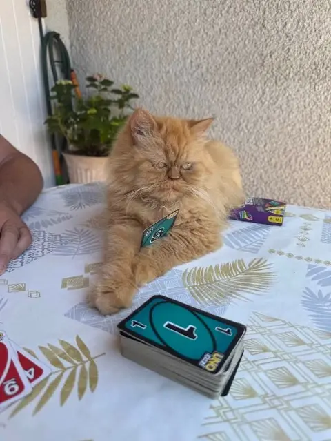 chatte lost   34350 Vendres Chanel