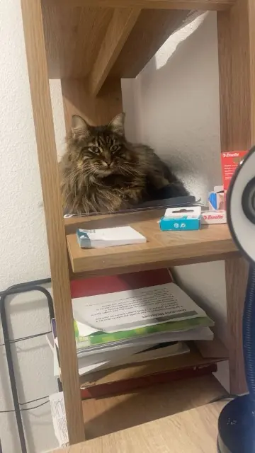 chatte lost   34500 Béziers Charlie