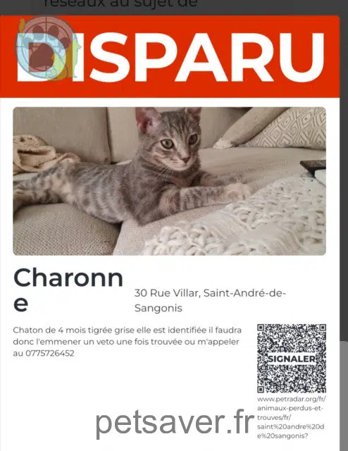 chatte lost 34725 Saint-André-de-Sangonis Charonne