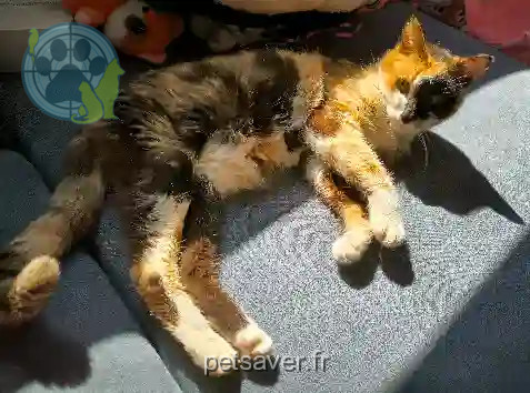 Chatte Perdue 34 Hérault - Chatouille Chatte Perdue 34 Hérault - Chatouille