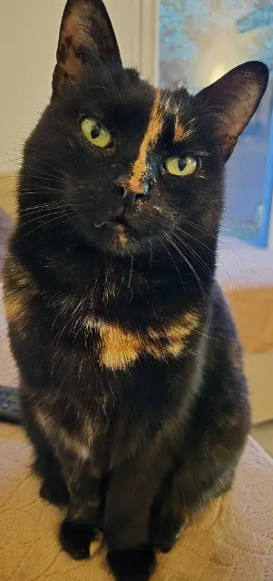 chatte lost   34300 Agde Chelsy