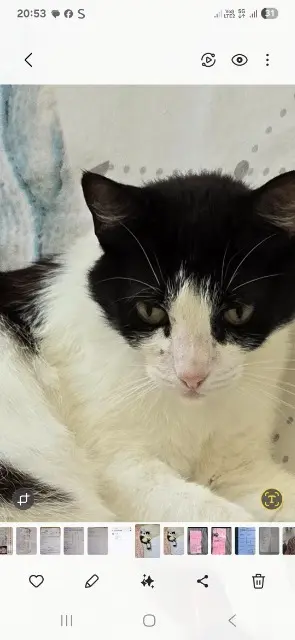 chatte lost   34420 Villeneuve-lès-Béziers Cheyenne