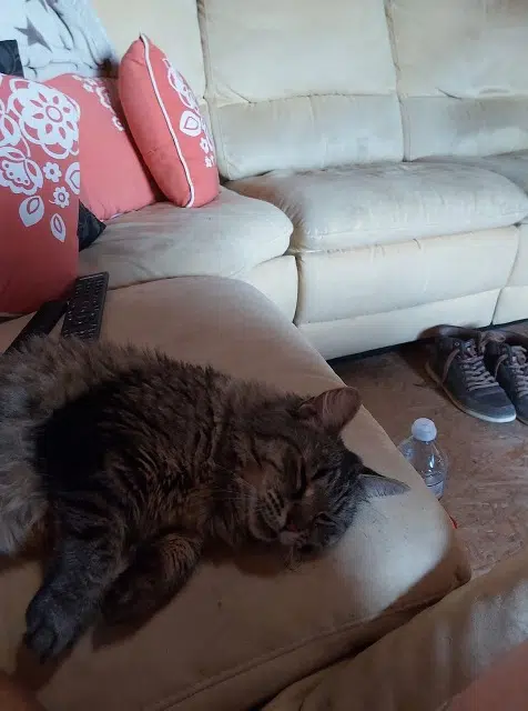 chatte lost   34760 Boujan-sur-Libron Clochette