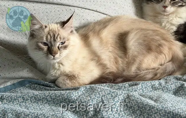 chatte lost 34160 Restinclières Coquillette