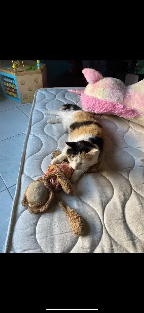 chatte lost   34540 Balaruc-les-Bains Dina