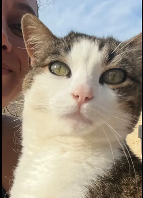 chatte lost   34300 Agde Dina