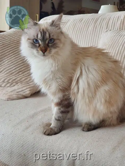 chatte lost   34850 Pinet Duchesse
