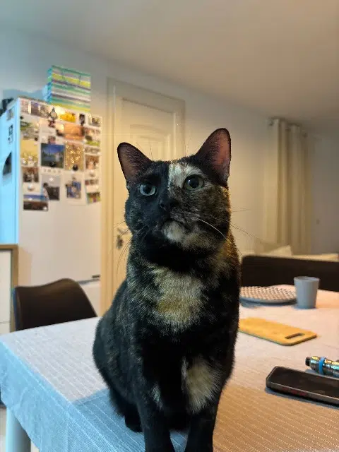 chatte lost   34400 Lunel-Viel Eclipse