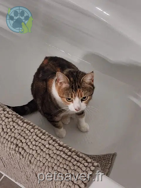 chatte lost   34300 Agde Fidji