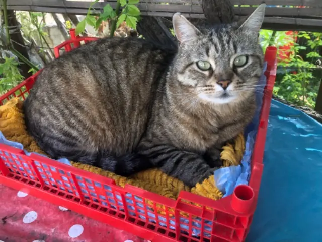 chatte lost   34500 Béziers Fifi