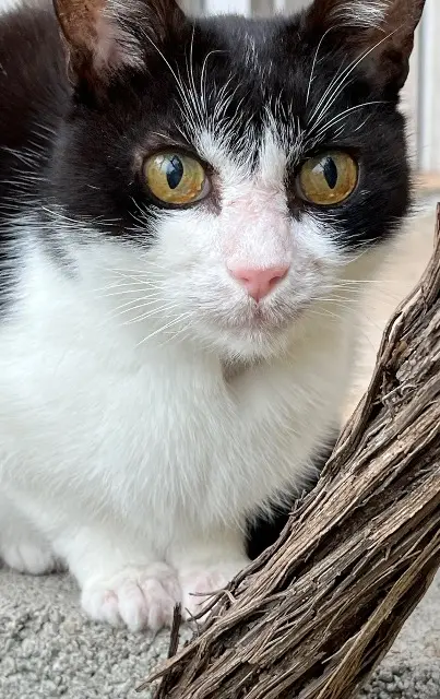 chatte lost   34160 Saint-Drézéry Féline
