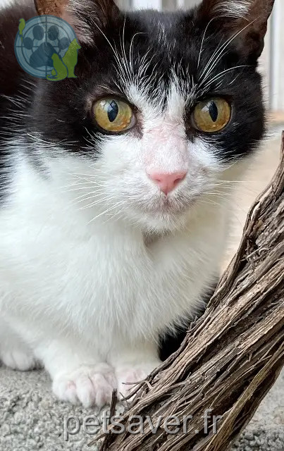 gata perdida 34160 Saint-Drézéry Féline gata lost 34160 Saint-Drézéry Féline