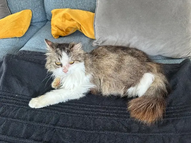 chatte lost   34400 Lunel Gala
