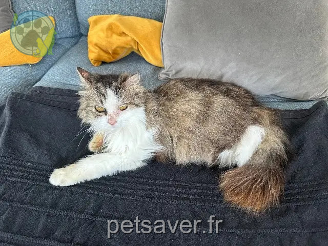 chatte perdue 34400 Lunel Gala chatte lost 34400 Lunel Gala