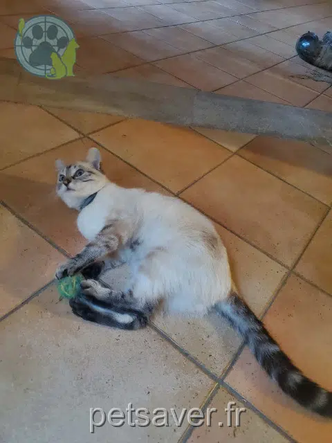 chatte lost 34270 Vacquières Galadriel