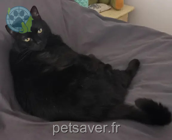 Chatte Perdue 34 Hérault - Garbadge Chatte Perdue 34 Hérault - Garbadge