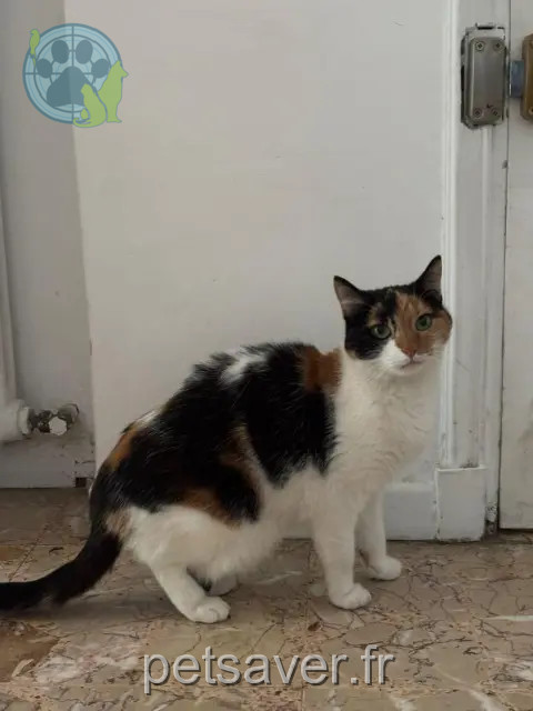 kat vermist 34790 Grabels Goinfrette kat lost 34790 Grabels Goinfrette