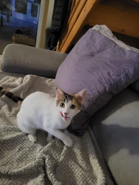 chatte lost   34450 Vias Gribouille