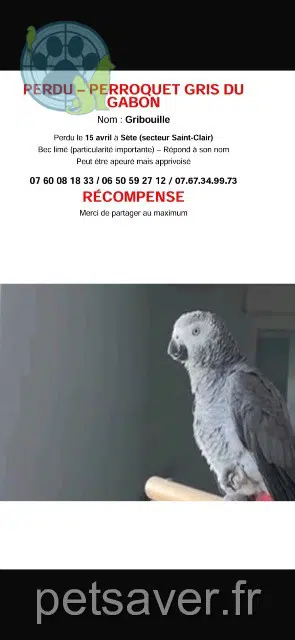 chatte lost   34200 Sète Griboulle