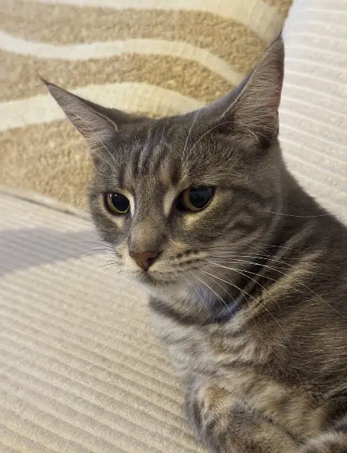 chatte lost   34110 Frontignan Grisette