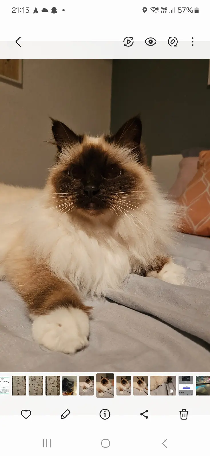 Chatte Perdue 34 Hérault - Gueischa Chatte Perdue 34 Hérault - Gueischa