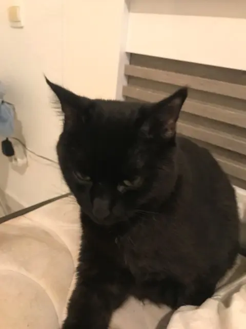 chatte lost   34500 Béziers Ibliss