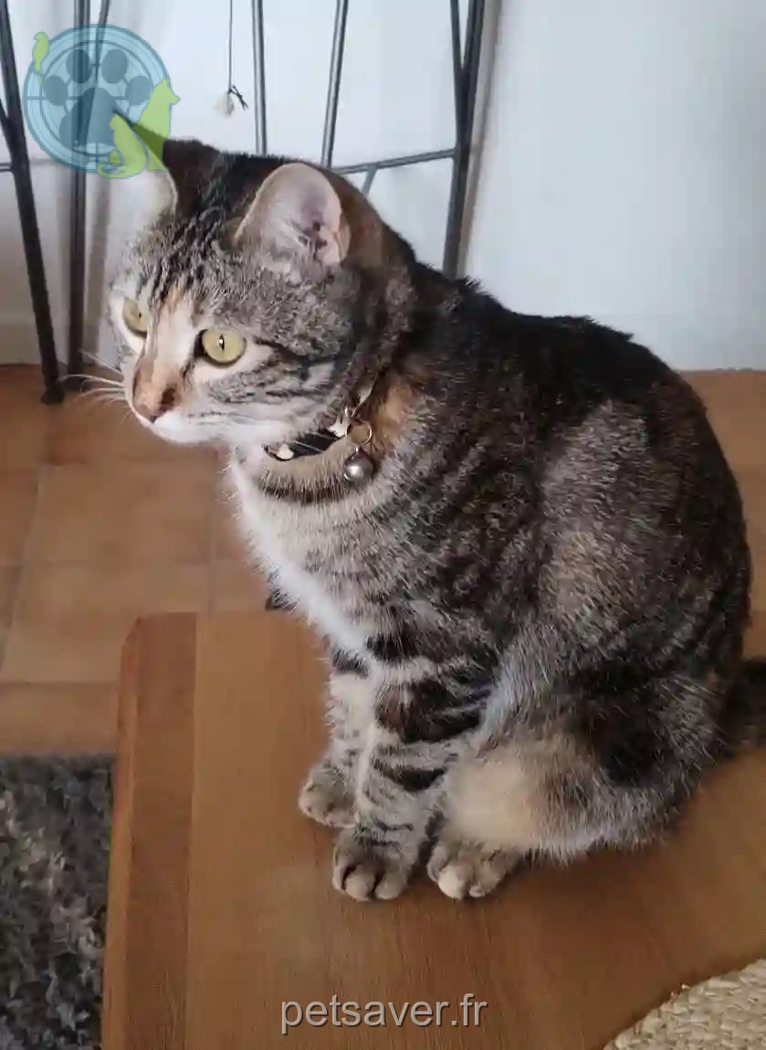 Chatte Perdue 34 Hérault - Iris Chatte Perdue 34 Hérault - Iris