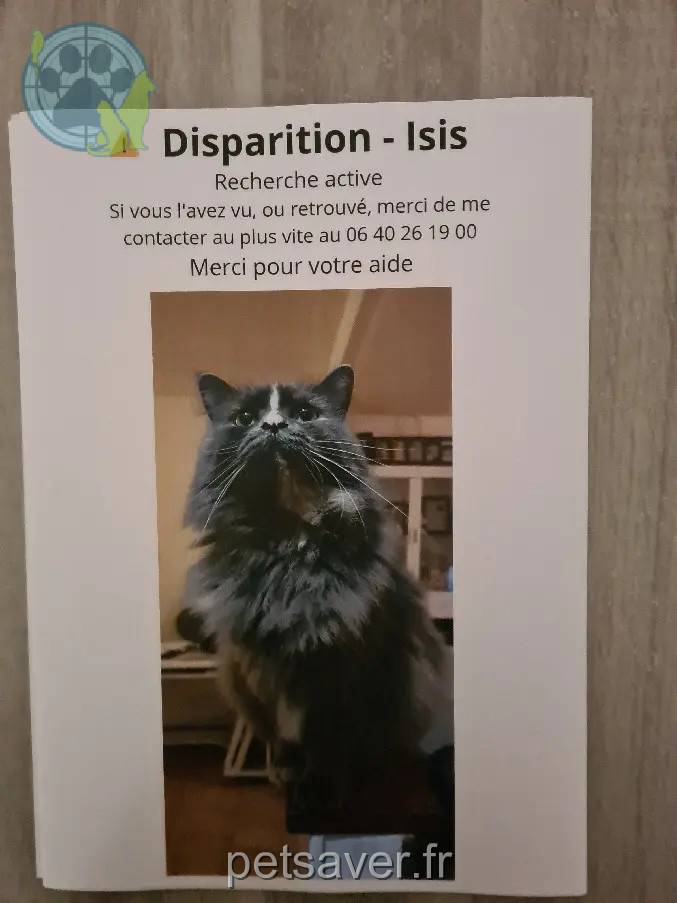 Chatte Perdue 34 Hérault - Isis Chatte Perdue 34 Hérault - Isis