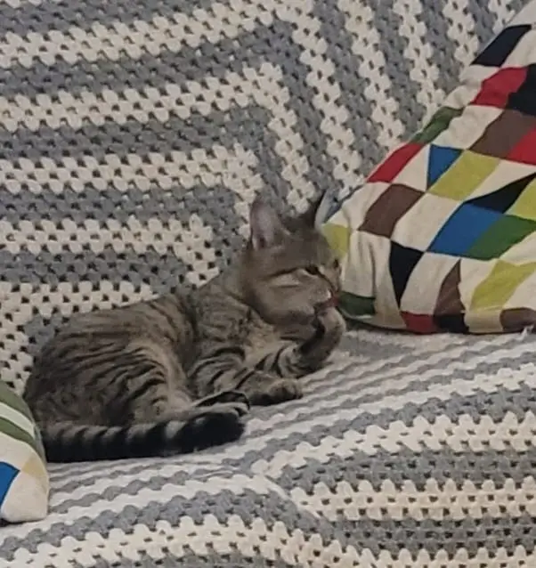 chatte lost   34800 Canet Isis