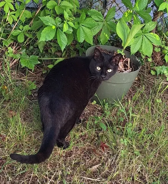 chatte lost   34170 Castelnau-le-Lez Izis