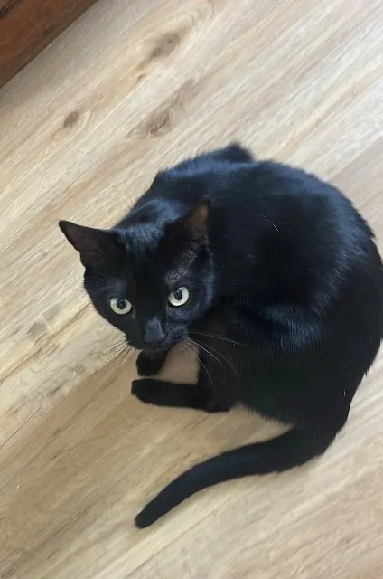 kat vermist 34540 Balaruc-les-Bains Jannah kat lost 34540 Balaruc-les-Bains Jannah