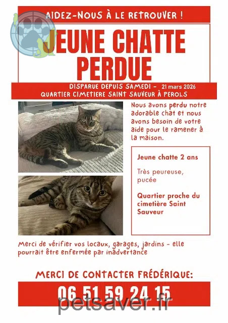 gata lost   34470 Pérols Jiji