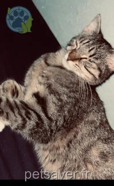 chatte lost   34820 Teyran Kaëla