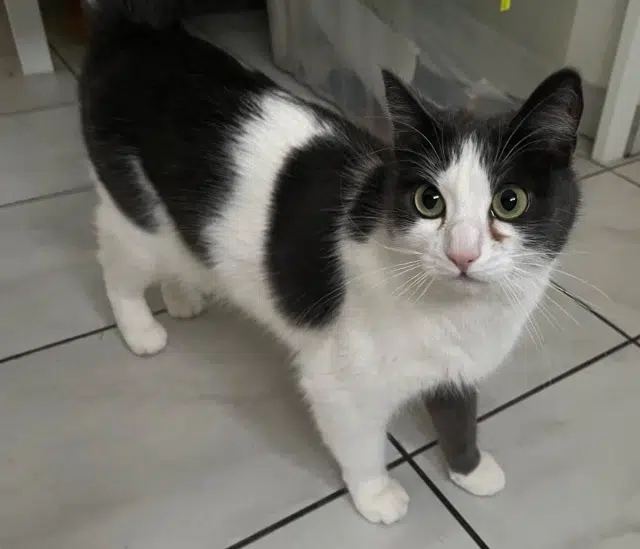 chatte lost   34130 Mauguio Kikette