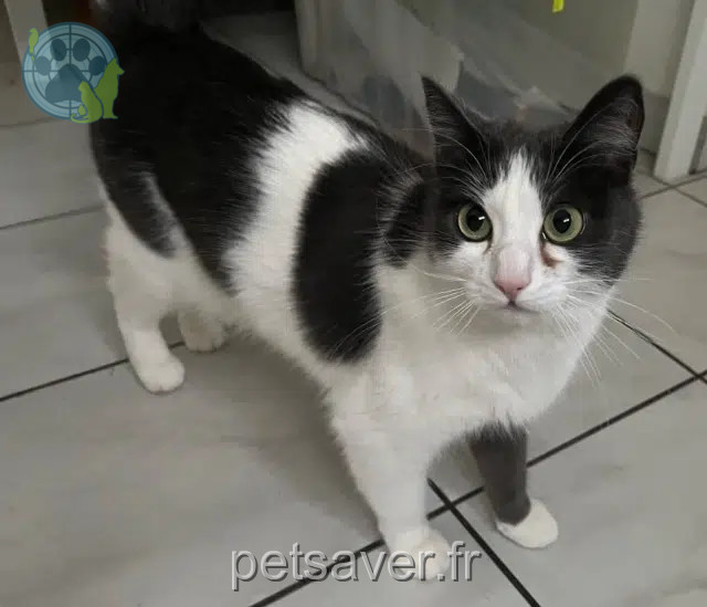 gata perdida 34130 Mauguio Kikette gata lost 34130 Mauguio Kikette