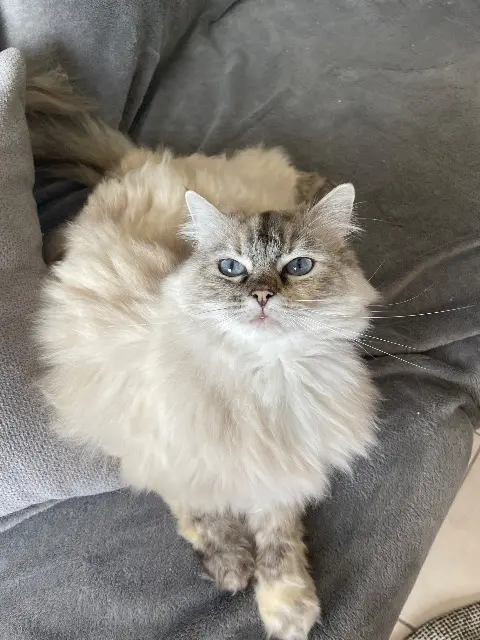 chatte lost   34750 Villeneuve-lès-Maguelone Kira